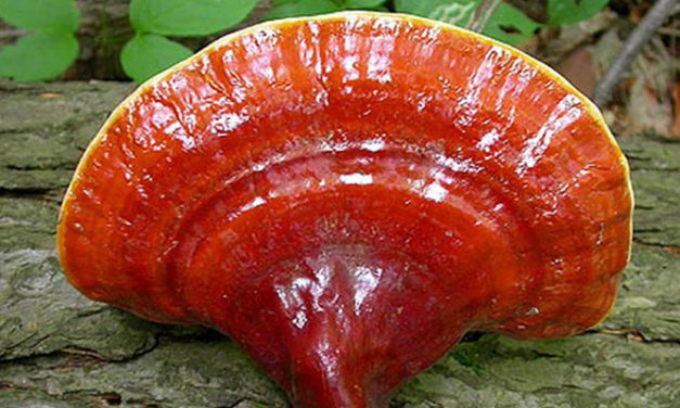 Ganoderma Lucidum – planta minune a sănătății și longevității